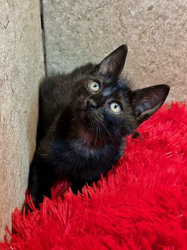 Lucas, gato de porte pequeno para adoção em Natal - RN — foto 2 de 9