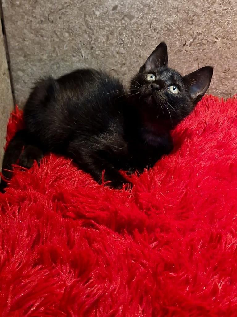 Lucas, gato de porte pequeno para adoção em Natal - RN — foto 3 de 9