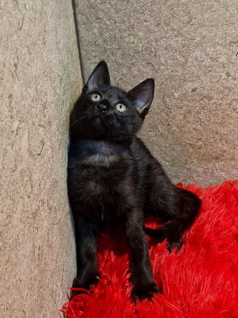 Lucas, gato de porte pequeno para adoção em Natal - RN — foto 4 de 9
