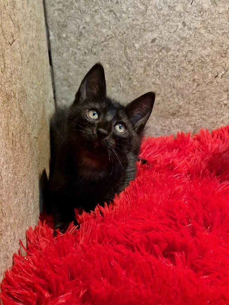 Lucas, gato de porte pequeno para adoção em Natal - RN — foto 5 de 9