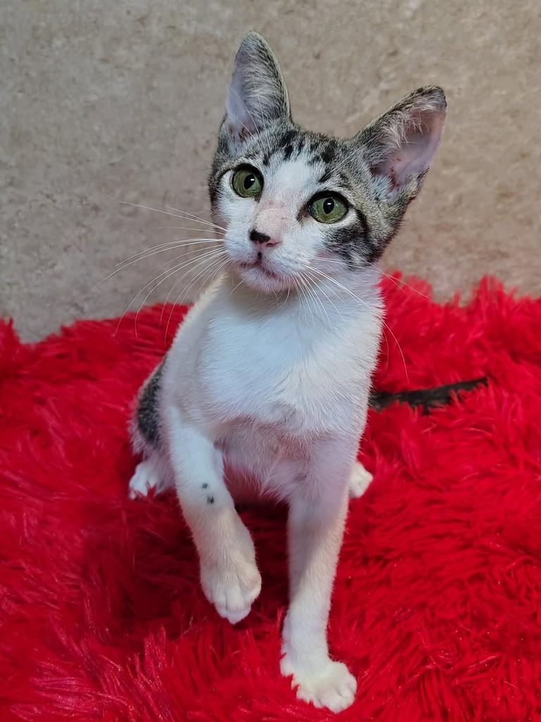 Miguel, gato de porte pequeno para adoção em Natal - RN