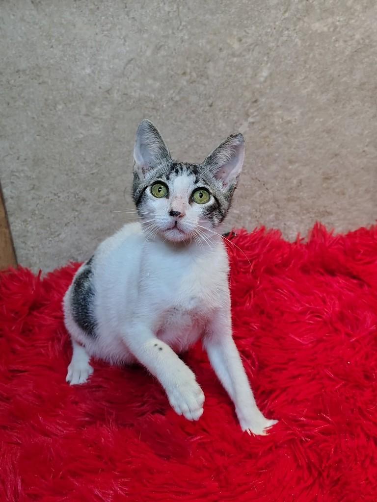 Miguel, gato de porte pequeno para adoção em Natal - RN — foto 2 de 7