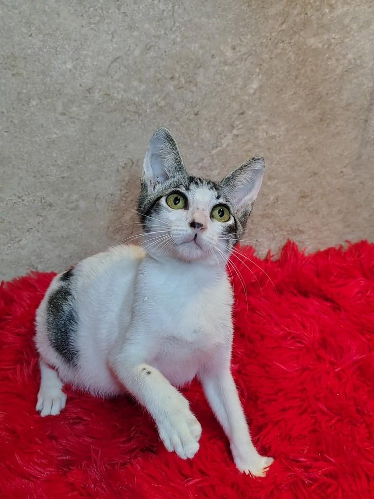 Miguel, gato de porte pequeno para adoção em Natal - RN — foto 3 de 7