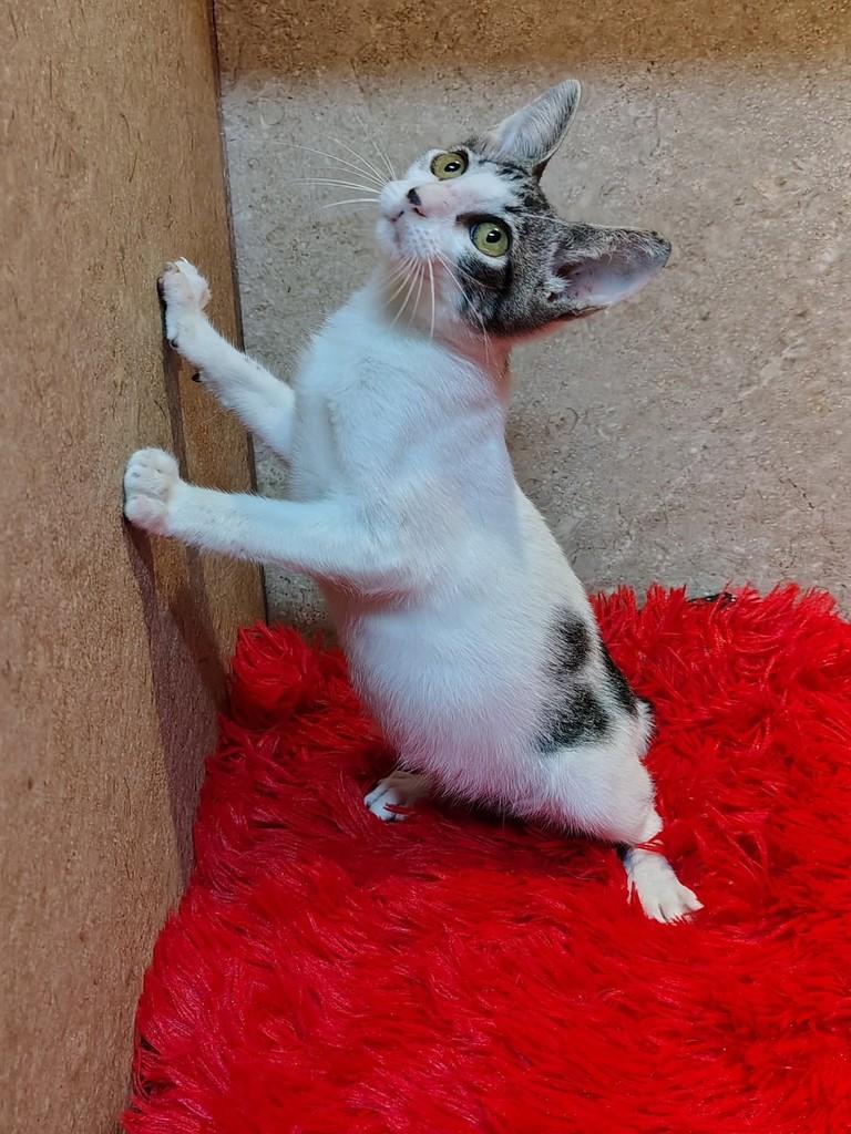 Miguel, gato de porte pequeno para adoção em Natal - RN — foto 4 de 7