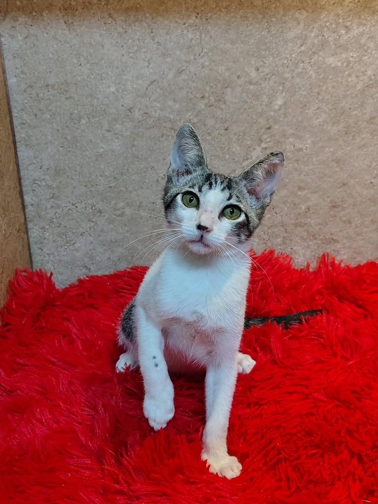 Miguel, gato de porte pequeno para adoção em Natal - RN — foto 5 de 7