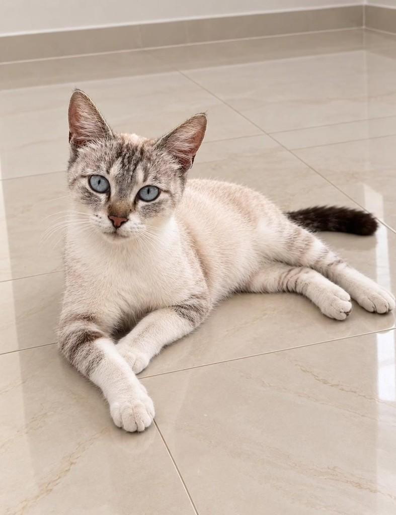 Cristal, gata de porte pequeno para adoção em Natal - RN