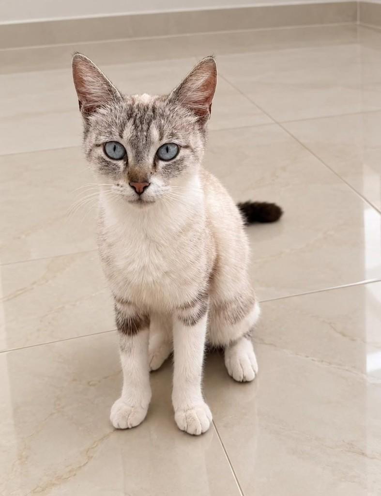 Cristal, gata de porte pequeno para adoção em Natal - RN — foto 2 de 3