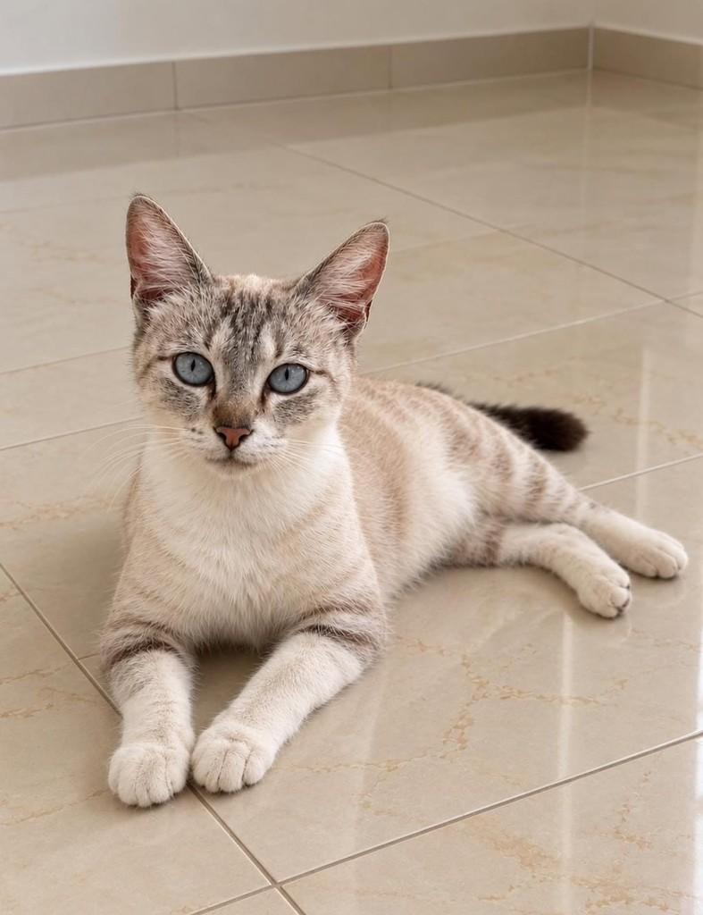 Cristal, gata de porte pequeno para adoção em Natal - RN — foto 3 de 3