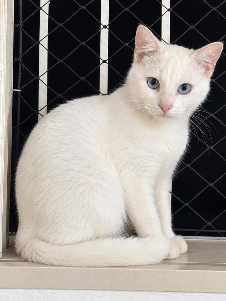 Céu, gata de porte pequeno para adoção em Natal - RN