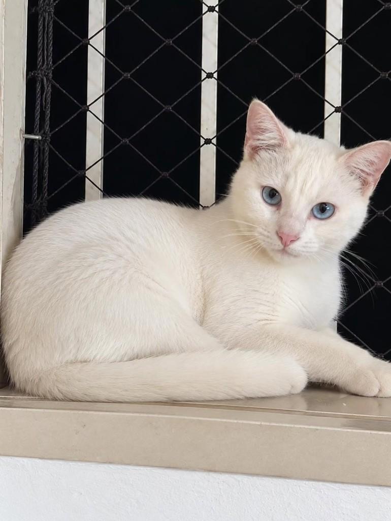 Céu, gata de porte pequeno para adoção em Natal - RN — foto 2 de 2