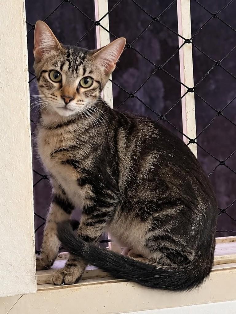 Milla, gata de porte pequeno para adoção em Natal - RN
