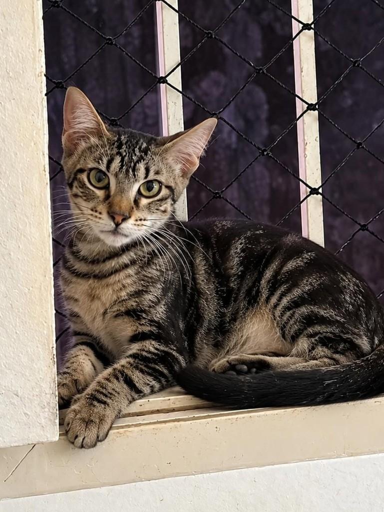 Milla, gata de porte pequeno para adoção em Natal - RN — foto 2 de 3