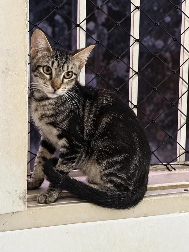 Milla, gata de porte pequeno para adoção em Natal - RN — foto 3 de 3