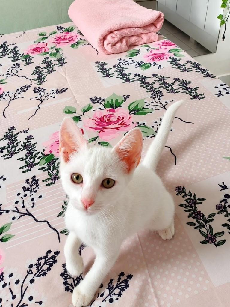 Brisa, gata de porte pequeno para adoção em Natal - RN