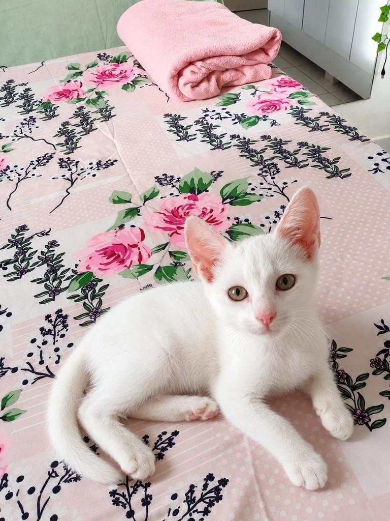 Brisa, gata de porte pequeno para adoção em Natal - RN — foto 2 de 2