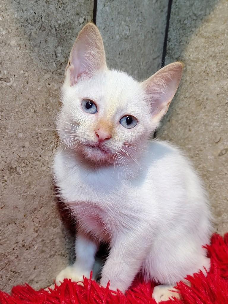 Nuvem, gato de porte pequeno para adoção em Natal - RN