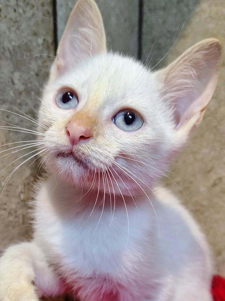 Nuvem, gato de porte pequeno para adoção em Natal - RN — foto 2 de 9
