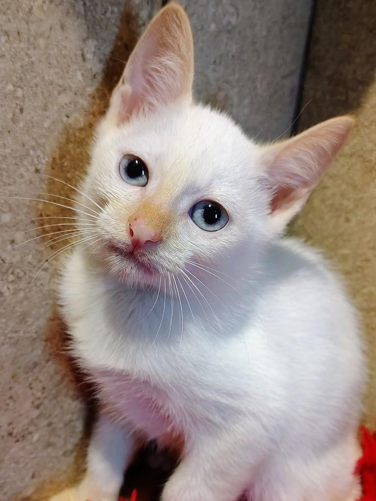 Nuvem, gato de porte pequeno para adoção em Natal - RN — foto 3 de 9