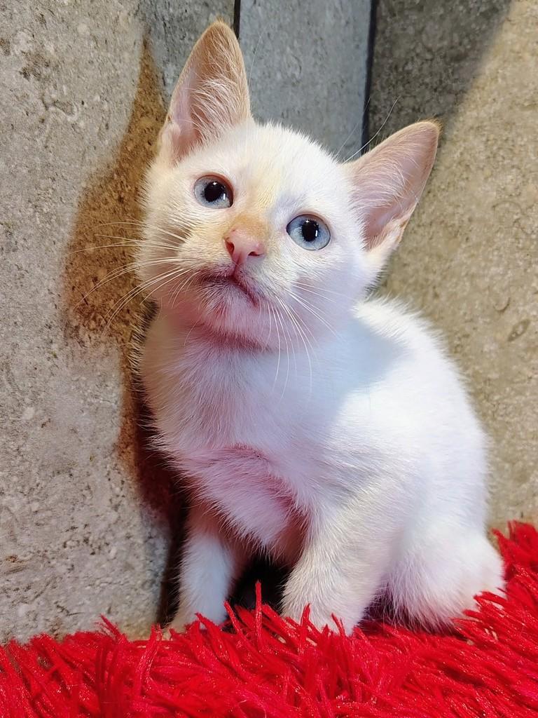 Nuvem, gato de porte pequeno para adoção em Natal - RN — foto 4 de 9