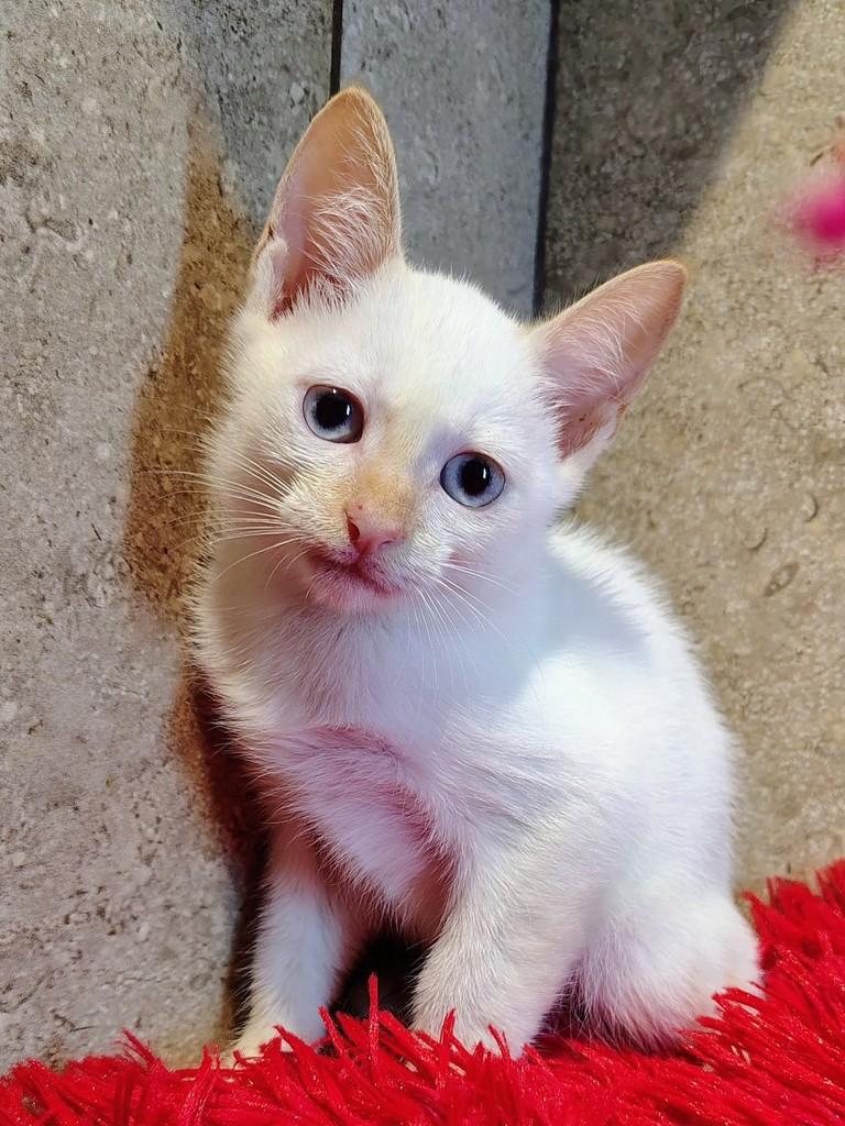 Nuvem, gato de porte pequeno para adoção em Natal - RN — foto 5 de 9
