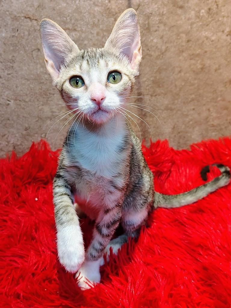 Cindy, gata de porte pequeno para adoção em Natal - RN