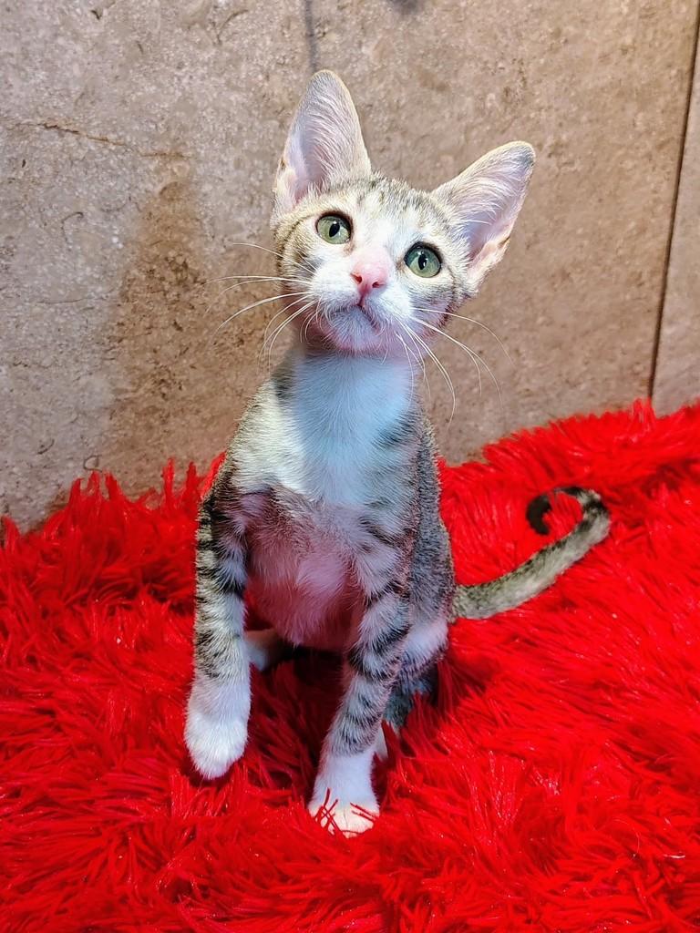 Cindy, gata de porte pequeno para adoção em Natal - RN — foto 2 de 6