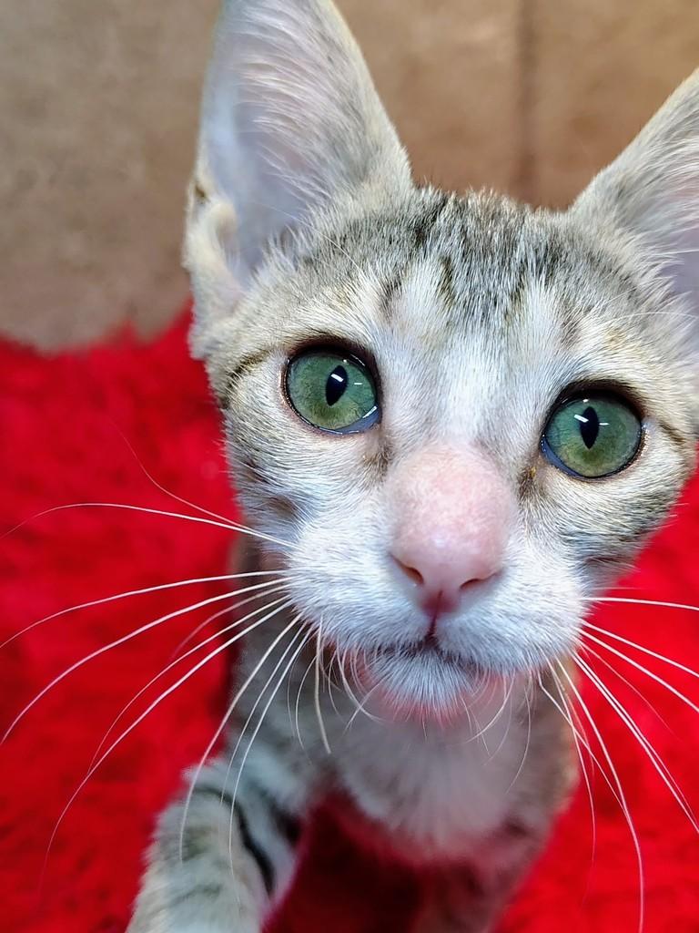 Cindy, gata de porte pequeno para adoção em Natal - RN — foto 3 de 6