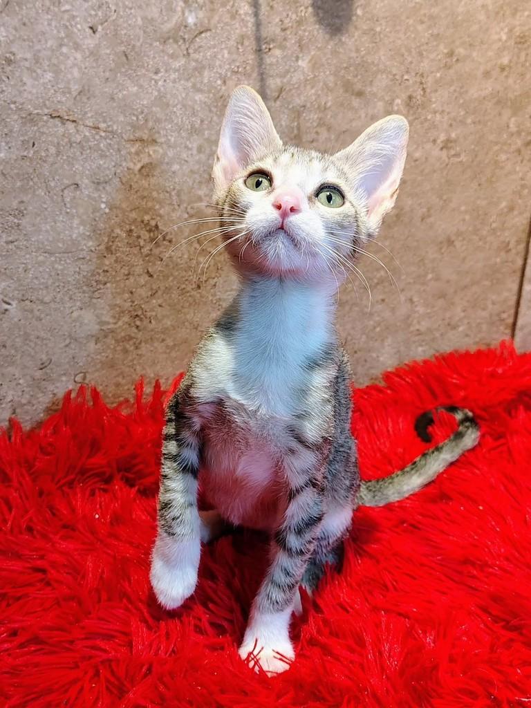 Cindy, gata de porte pequeno para adoção em Natal - RN — foto 4 de 6