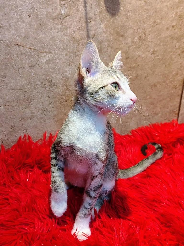 Cindy, gata de porte pequeno para adoção em Natal - RN — foto 5 de 6
