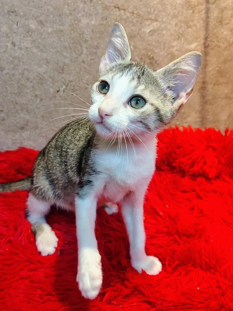 PeterPan, gato de porte pequeno para adoção em Natal - RN