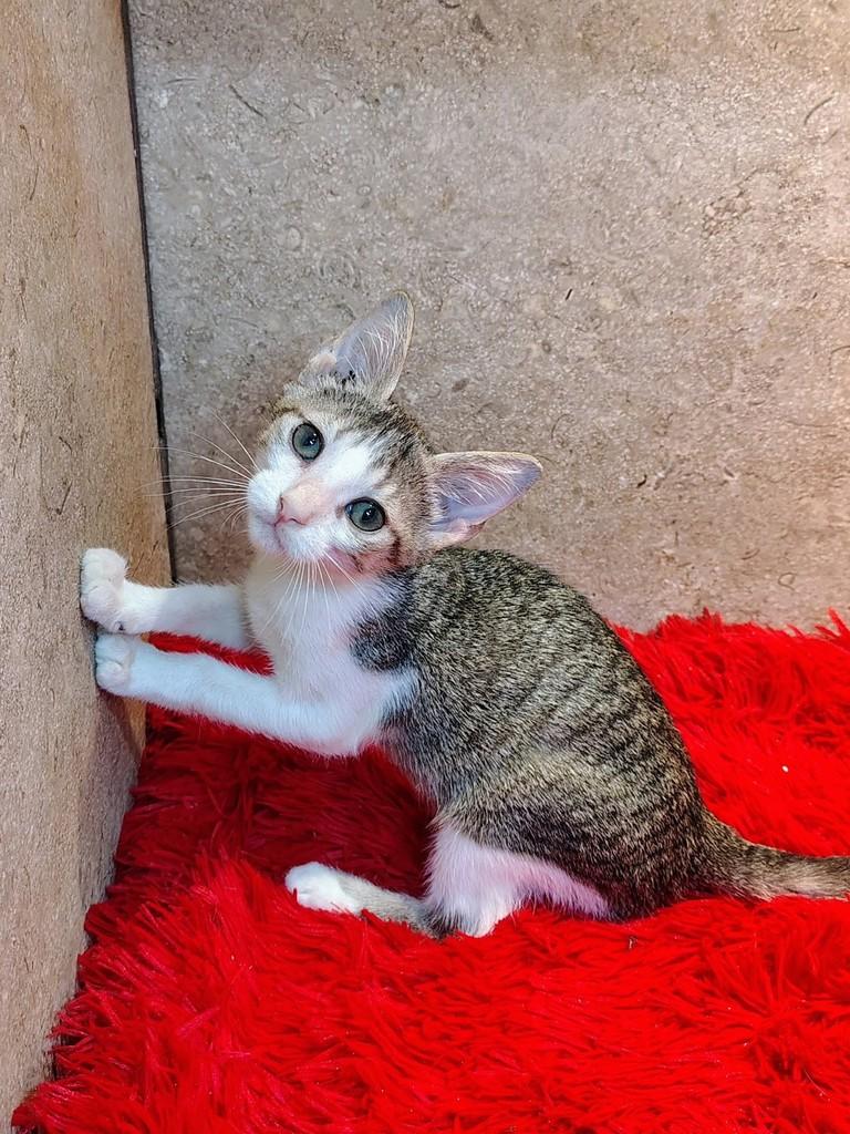 PeterPan, gato de porte pequeno para adoção em Natal - RN — foto 2 de 9