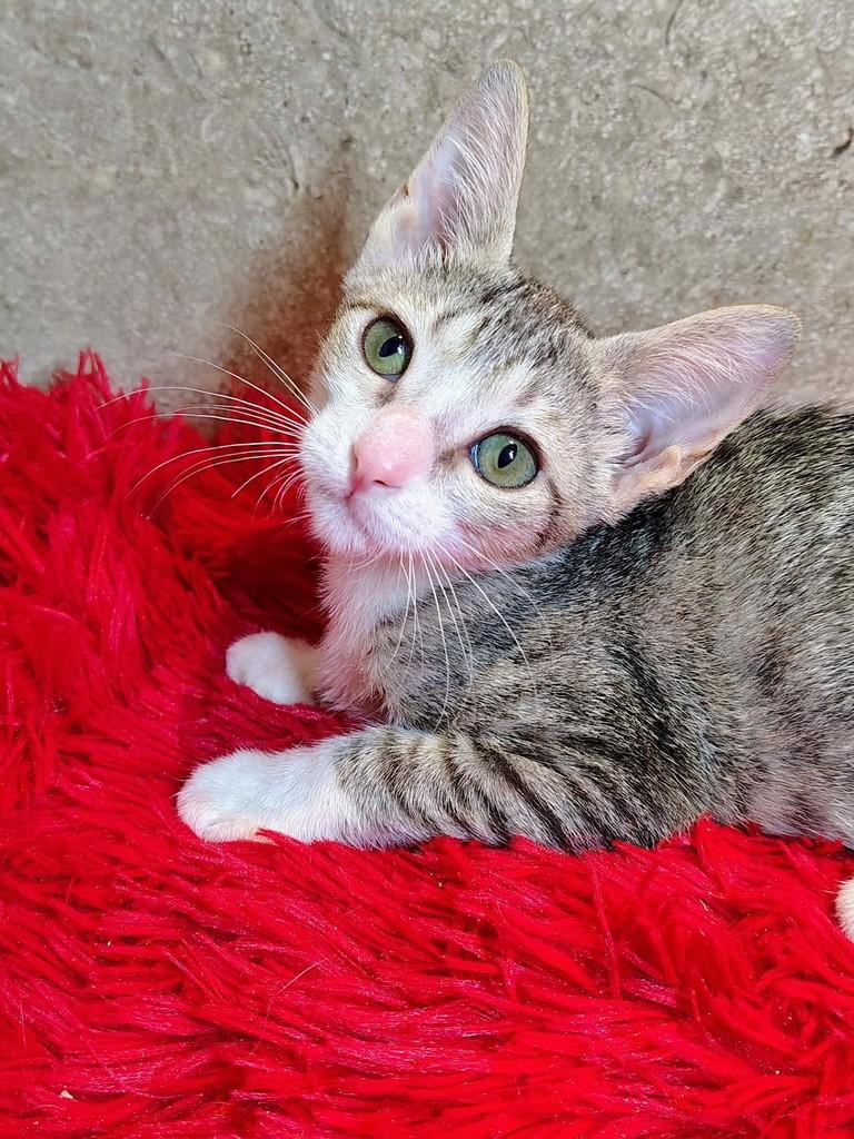 PeterPan, gato de porte pequeno para adoção em Natal - RN — foto 3 de 9