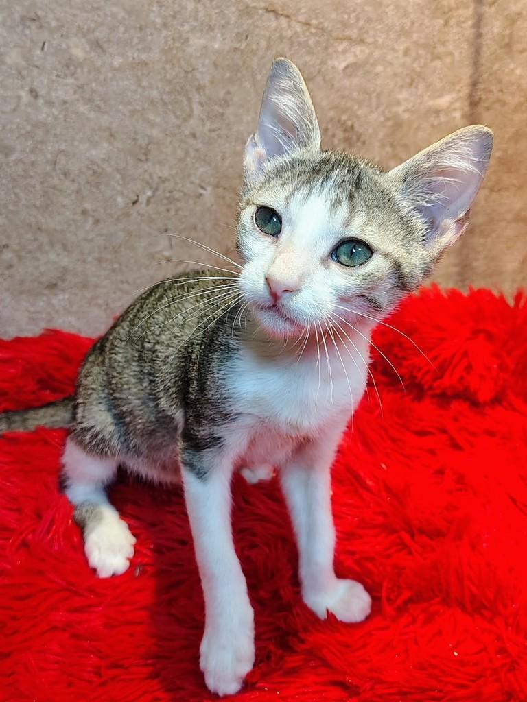 PeterPan, gato de porte pequeno para adoção em Natal - RN — foto 4 de 9