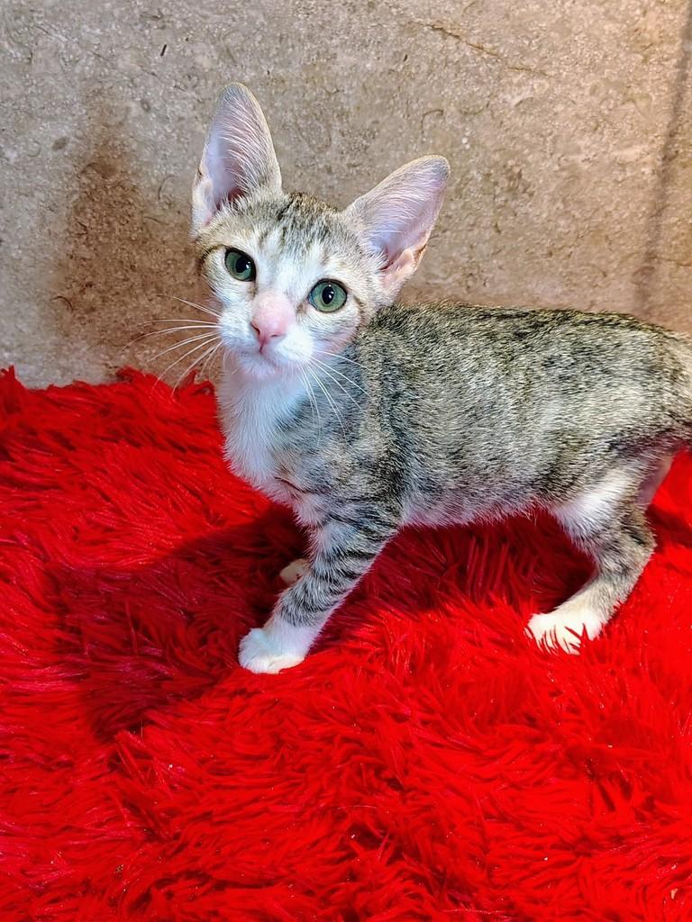PeterPan, gato de porte pequeno para adoção em Natal - RN — foto 5 de 9