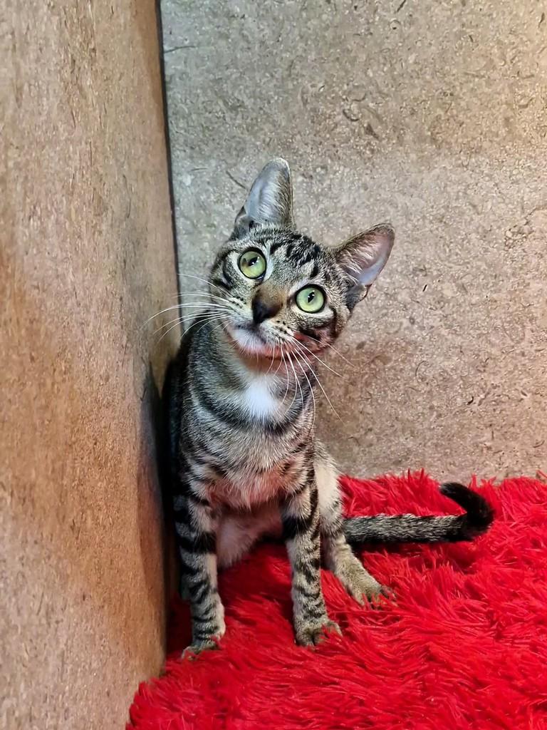 Canela, gato de porte pequeno para adoção em Natal - RN