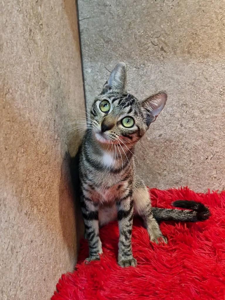 Canela, gato de porte pequeno para adoção em Natal - RN — foto 2 de 7