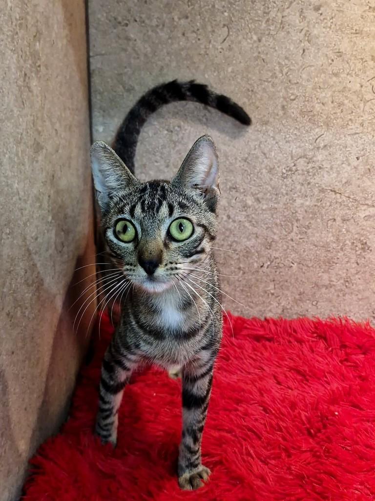Canela, gato de porte pequeno para adoção em Natal - RN — foto 3 de 7