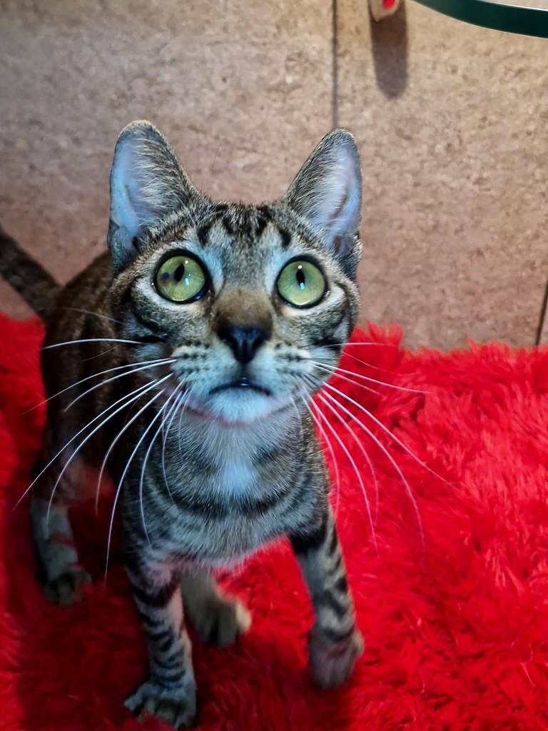 Canela, gato de porte pequeno para adoção em Natal - RN — foto 4 de 7