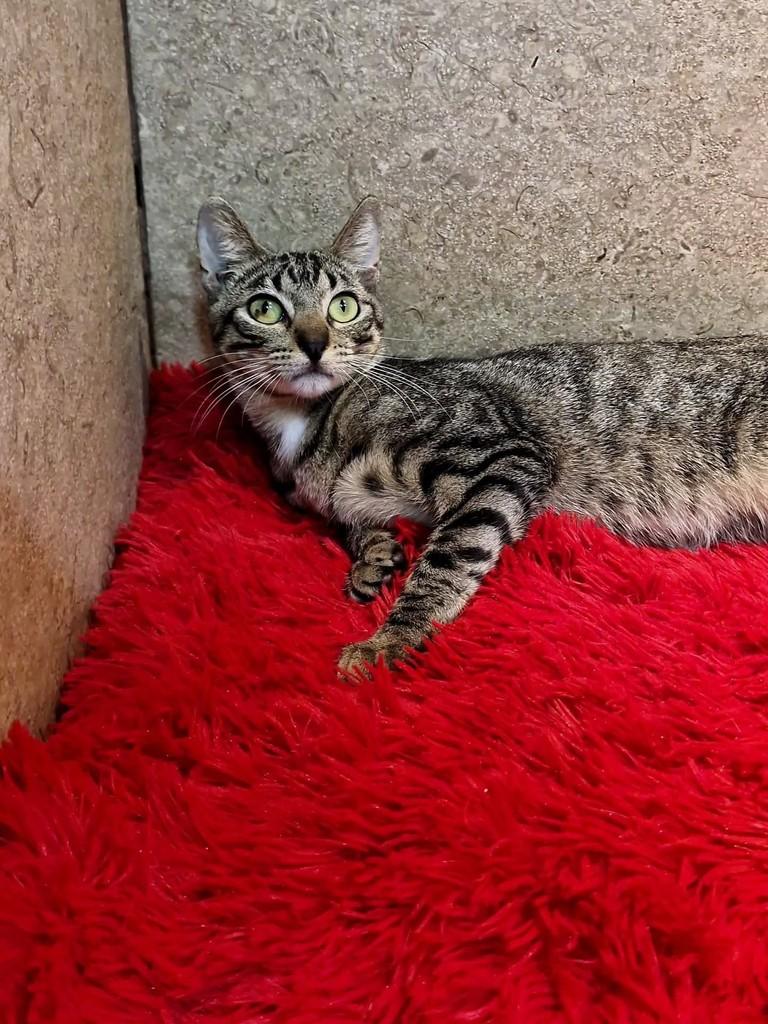 Canela, gato de porte pequeno para adoção em Natal - RN — foto 5 de 7