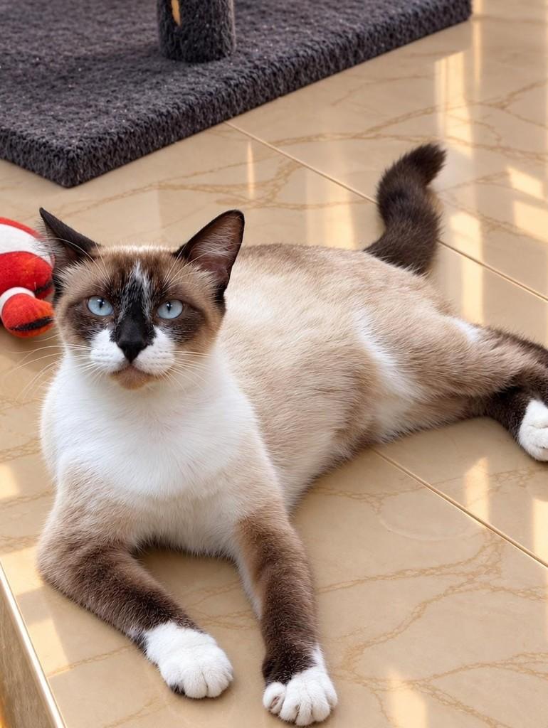 Maya, gata para adoção em Natal - RN