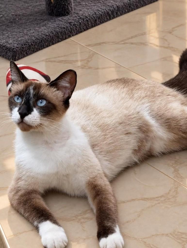 Maya, gata para adoção em Natal - RN — foto 2 de 3