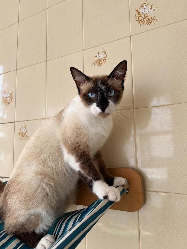 Maya, gata para adoção em Natal - RN — foto 3 de 3