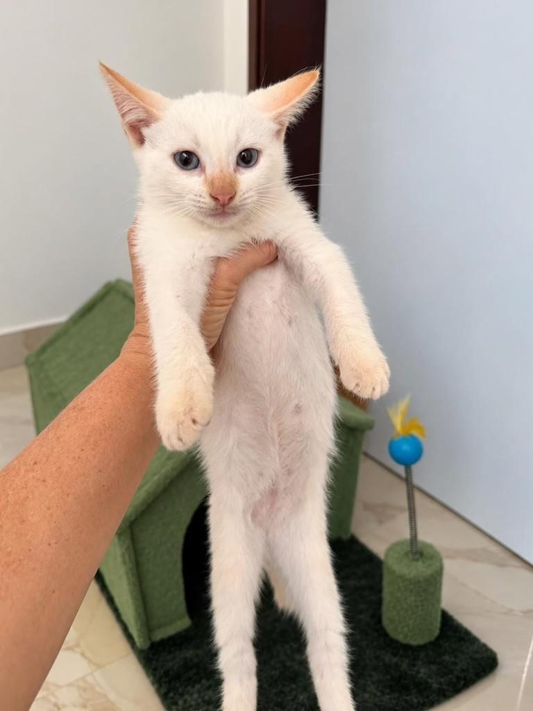Neve, gata para adoção em Natal - RN