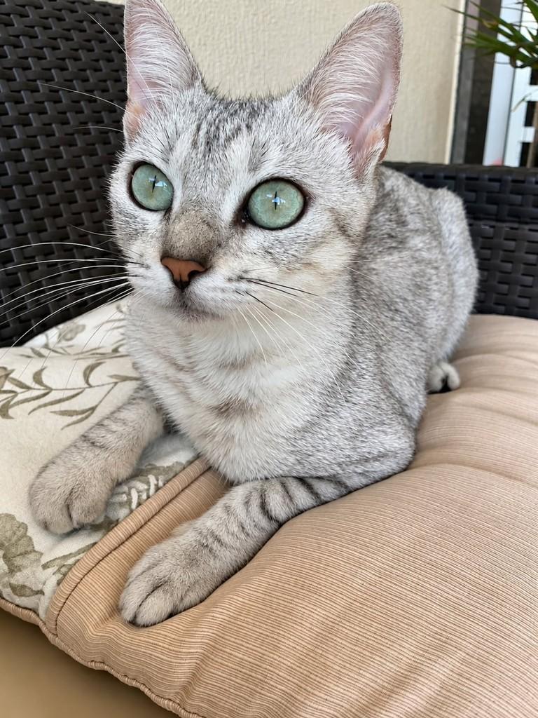 Elza, gata de porte pequeno para adoção em Natal - RN