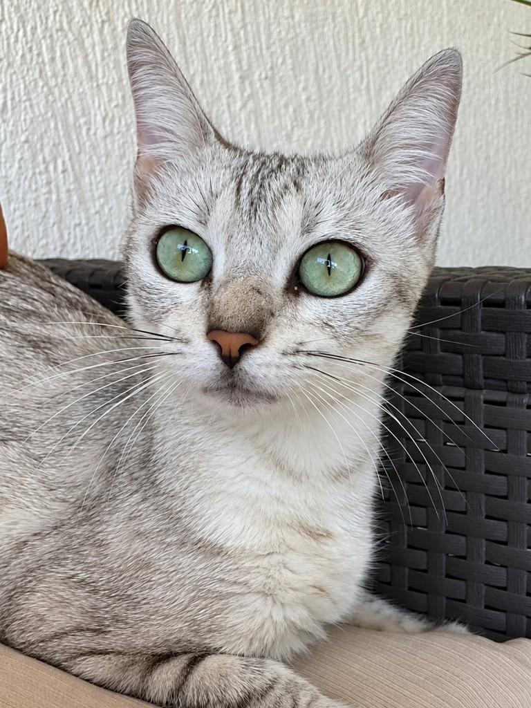 Elza, gata de porte pequeno para adoção em Natal - RN — foto 2 de 5