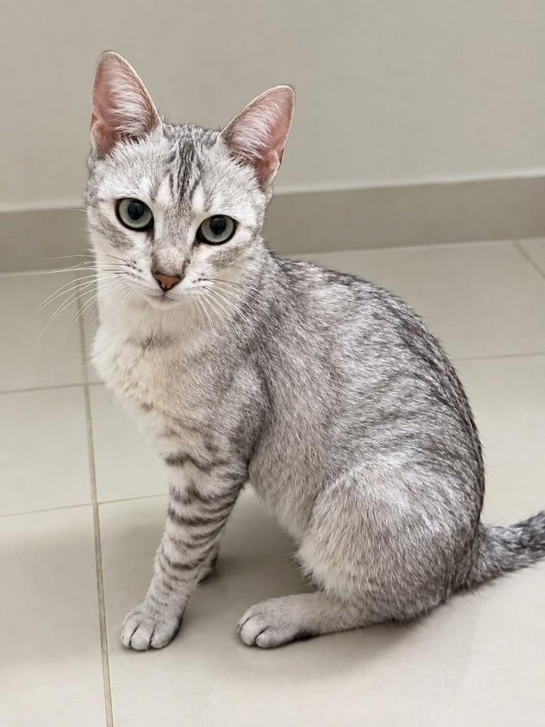 Elza, gata de porte pequeno para adoção em Natal - RN — foto 3 de 5