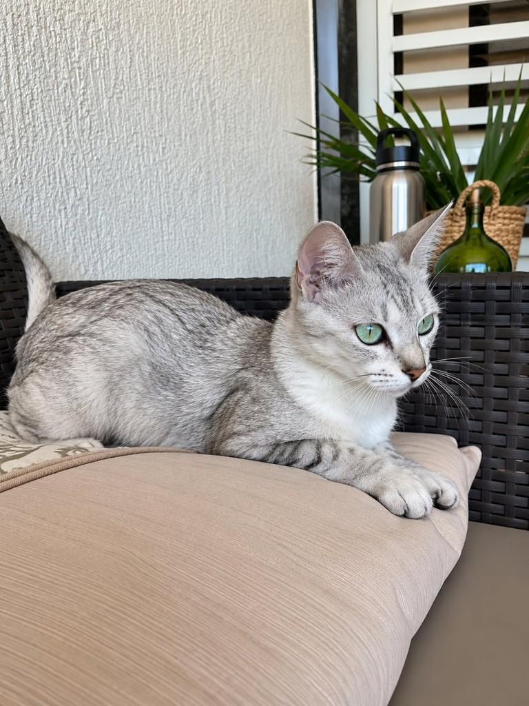 Elza, gata de porte pequeno para adoção em Natal - RN — foto 4 de 5