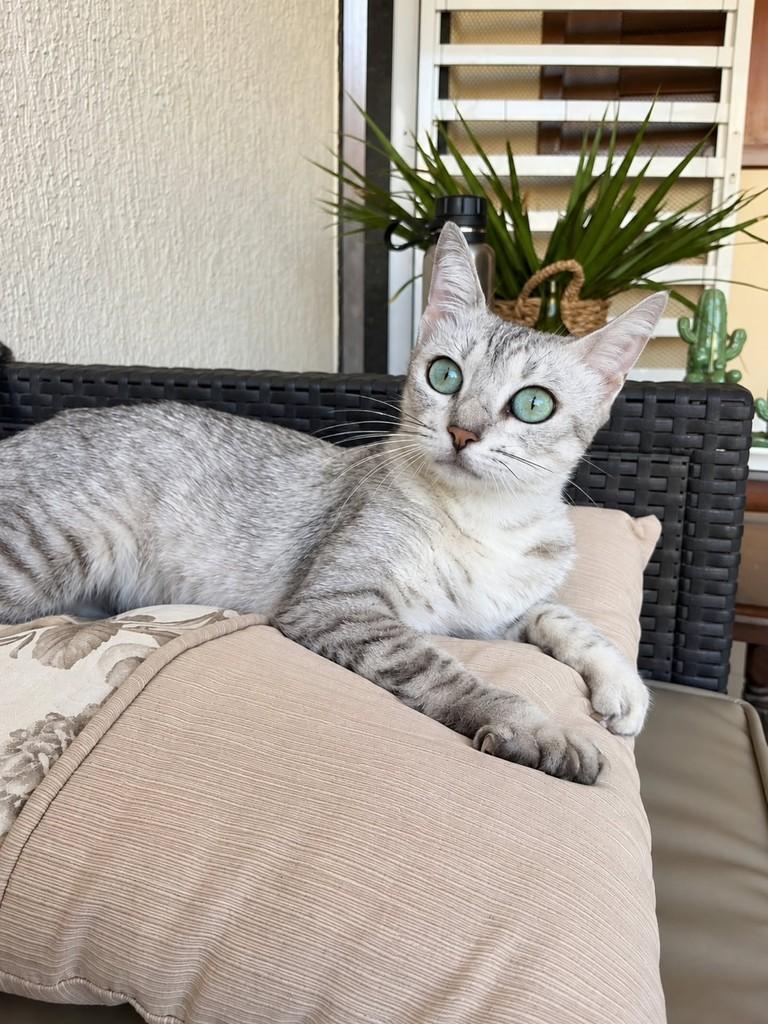 Elza, gata de porte pequeno para adoção em Natal - RN — foto 5 de 5