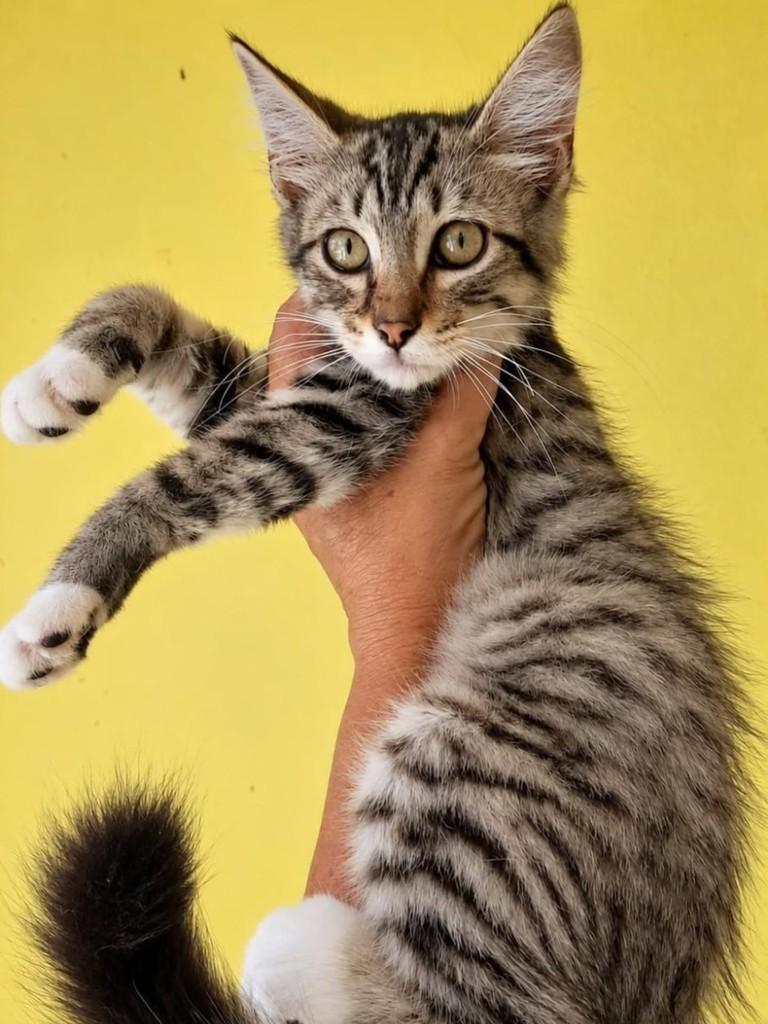 Juca, gato de porte pequeno para adoção em Natal - RN