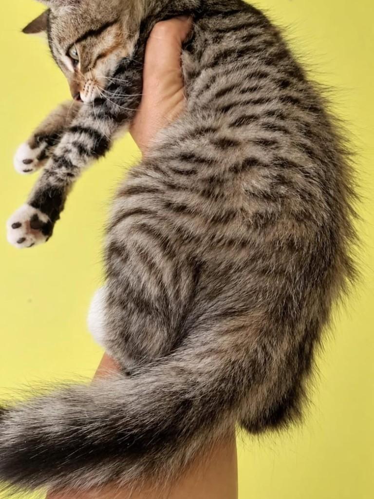 Juca, gato de porte pequeno para adoção em Natal - RN — foto 2 de 5